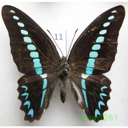 Graphium milon C & R Felder, 1864 Indonesia, Celebes 71mm11